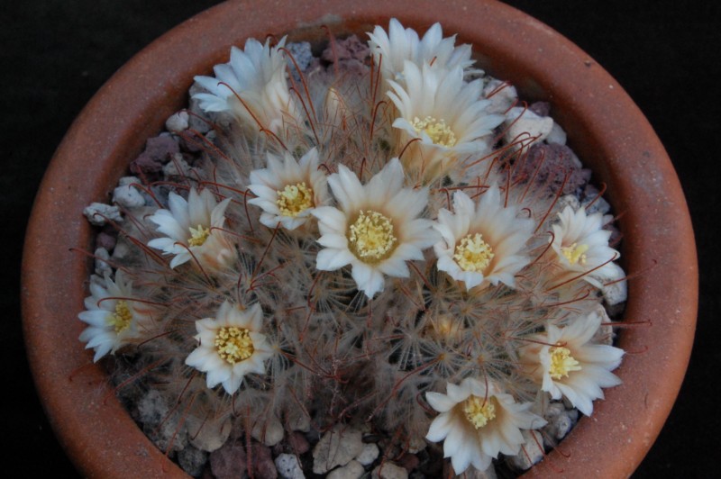 Mammillaria pennispinosa 