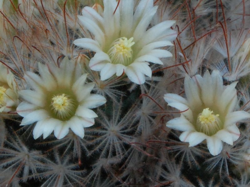 Mammillaria pennispinosa 