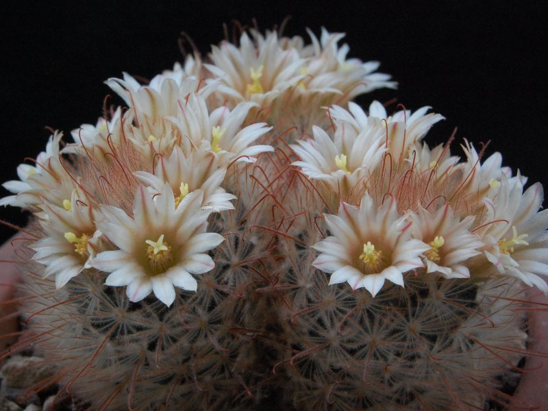 Mammillaria pennispinosa 