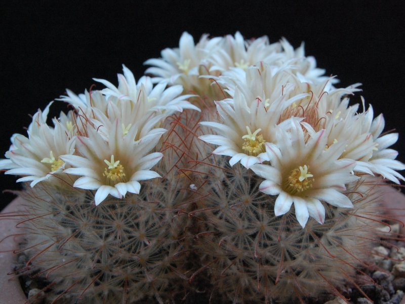 Mammillaria pennispinosa 