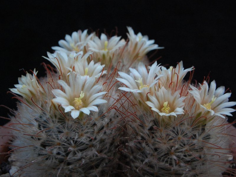 Mammillaria pennispinosa 