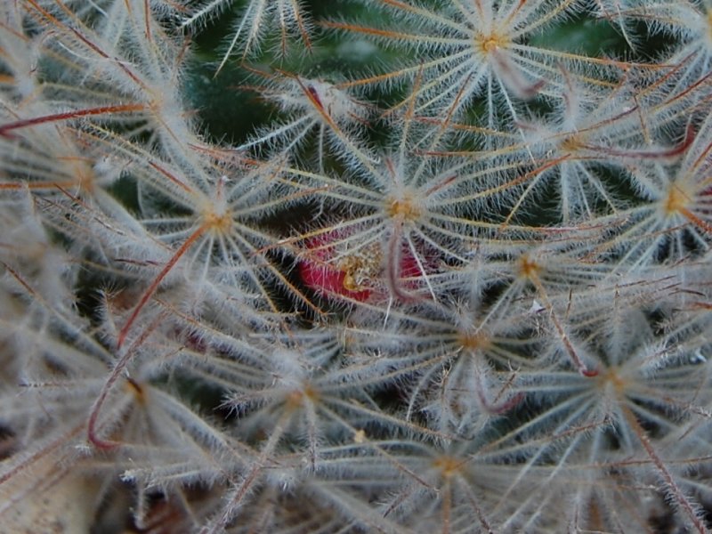 Mammillaria pennispinosa LAU 1445