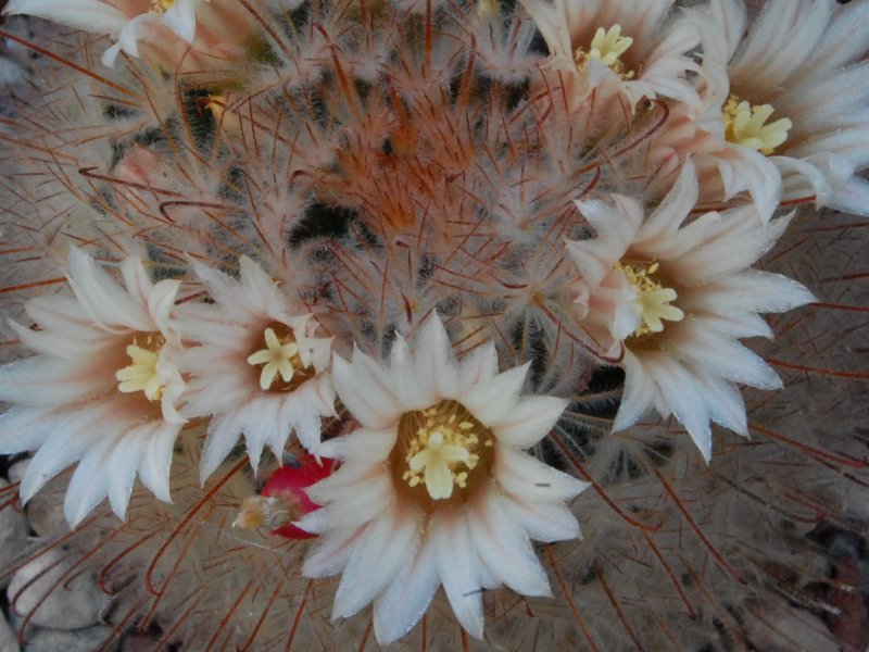 Mammillaria pennispinosa LAU 1445