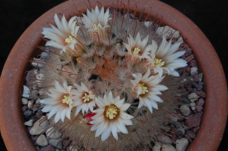 Mammillaria pennispinosa 