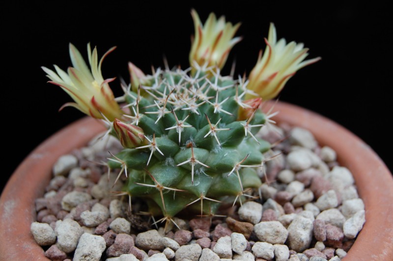 Mammillaria peninsularis SB 1604