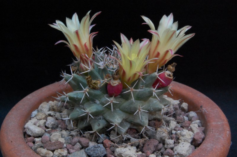 Mammillaria peninsularis SB 1604