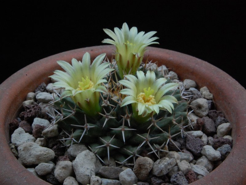 Mammillaria peninsularis SB 1604