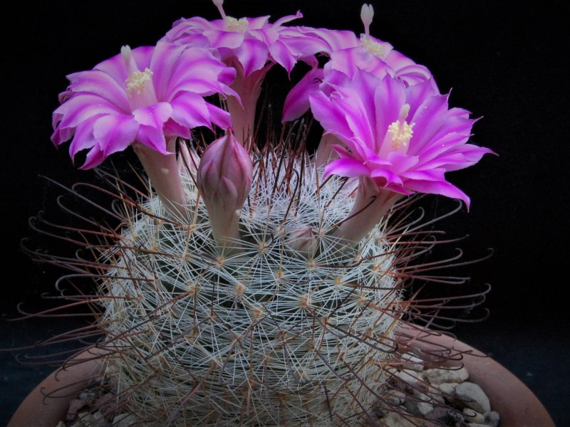 Mammillaria longiflora SB 494