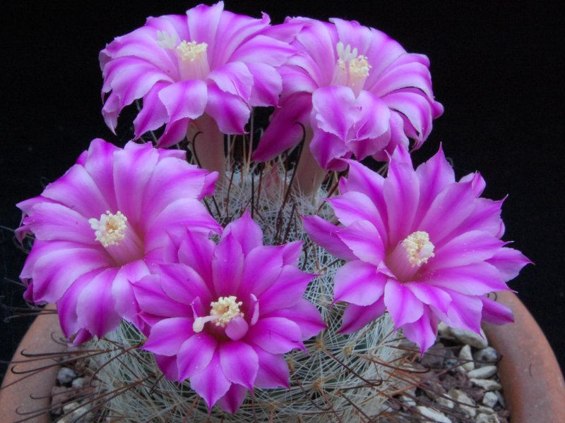 Mammillaria longiflora SB 494