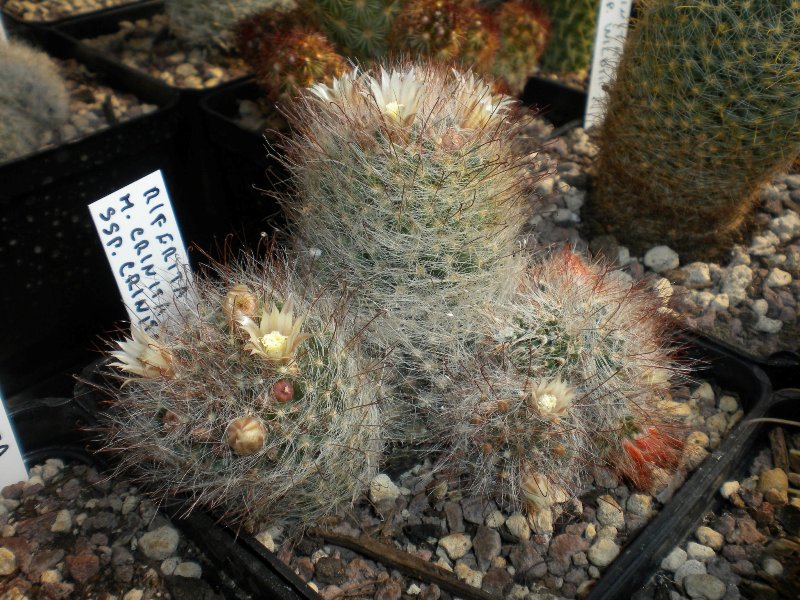 Mammillaria pygmaea 