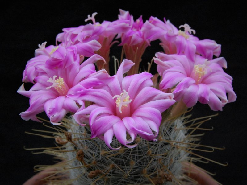 Mammillaria longiflora SB 494