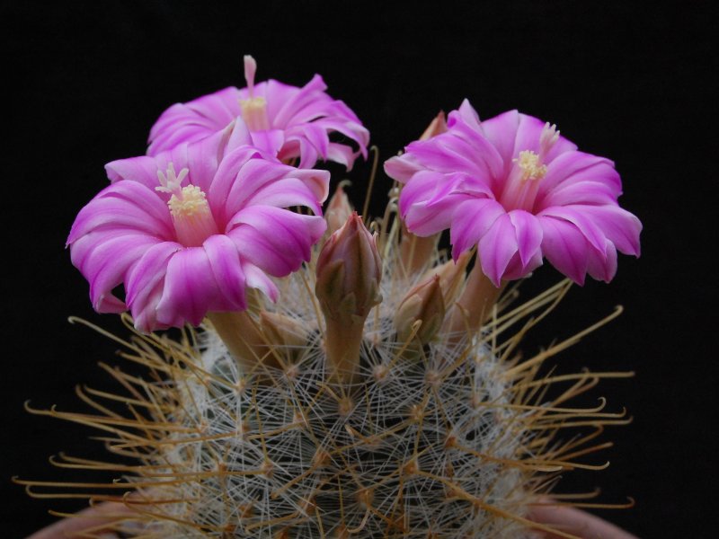 Mammillaria longiflora SB 494