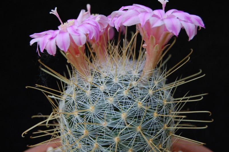 Mammillaria longiflora SB 494