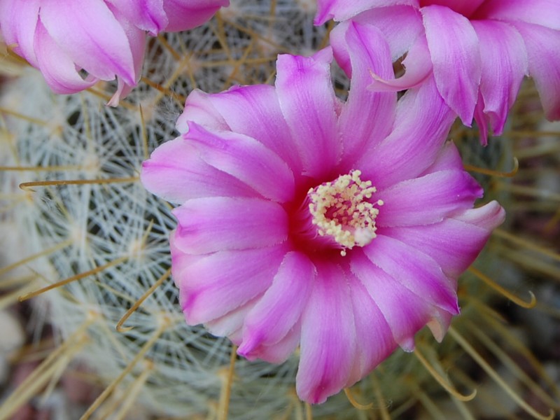 Mammillaria longiflora SB 494