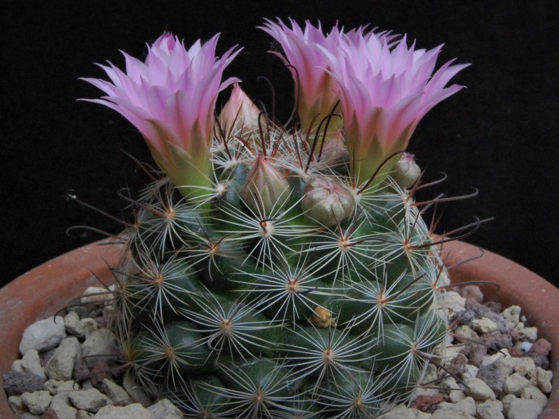 Mammillaria longiflora ssp. stampferi SB 495