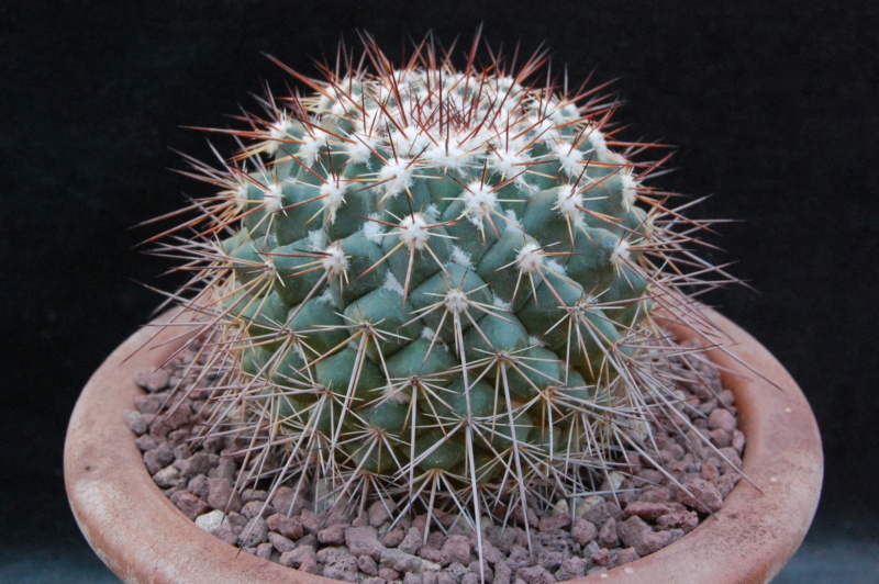 Mammillaria hertrichiana forma LAU 86