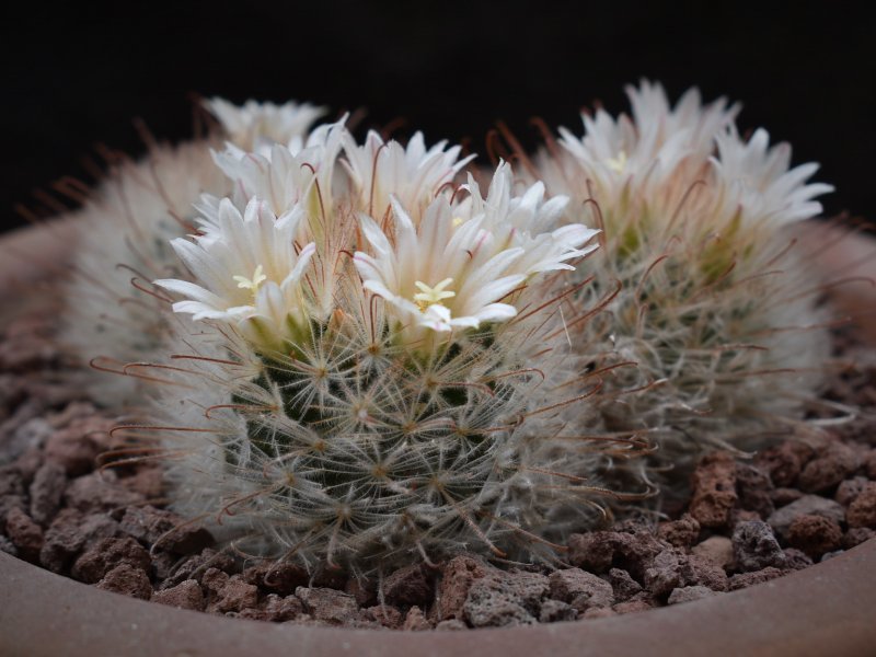 Mammillaria pennispinosa 