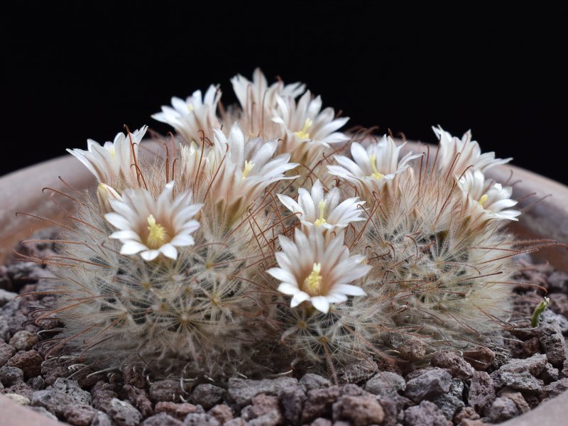 Mammillaria pennispinosa 