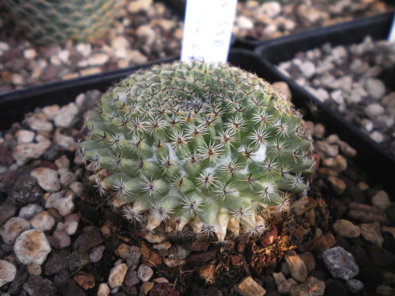 Mammillaria formosa ssp. microthele Z73