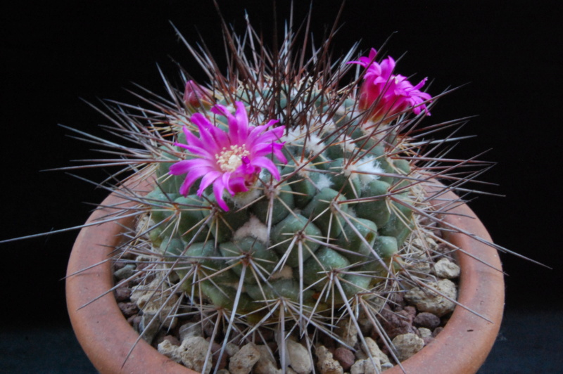 Mammillaria hertrichiana forma LAU 86