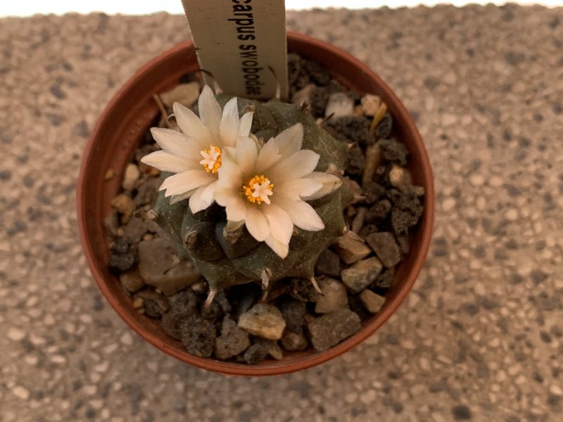 Turbinicarpus swobodae 