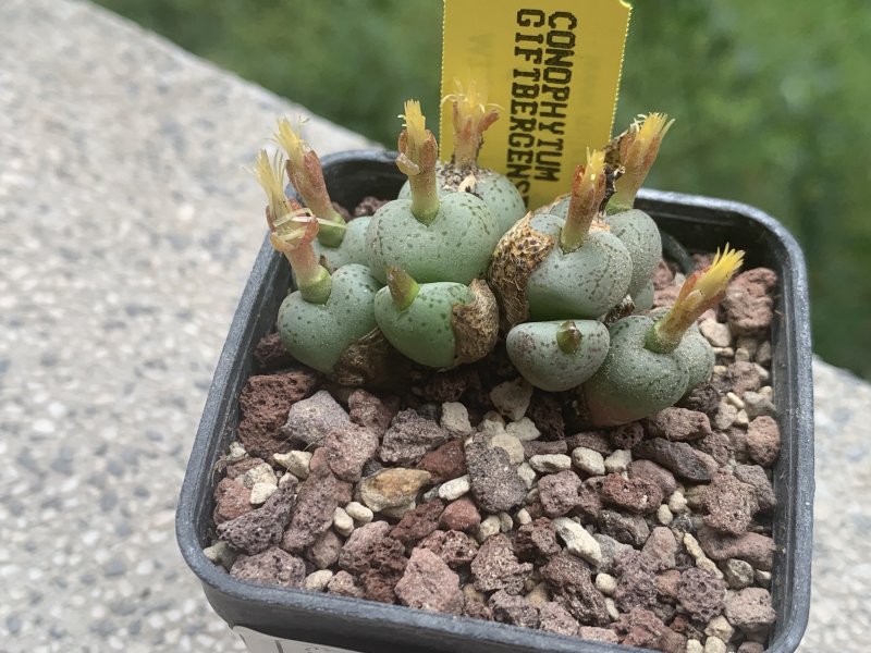 Conophytum giftbergense 