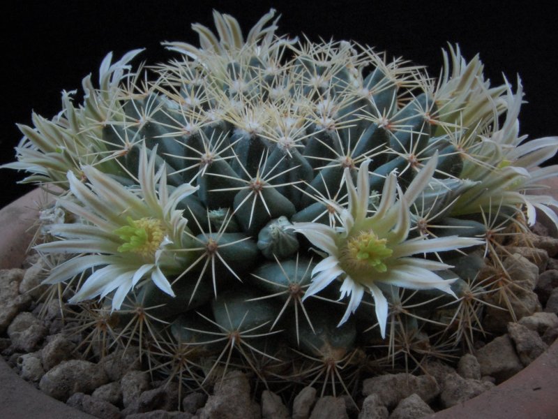 Mammillaria heyderi Z 11