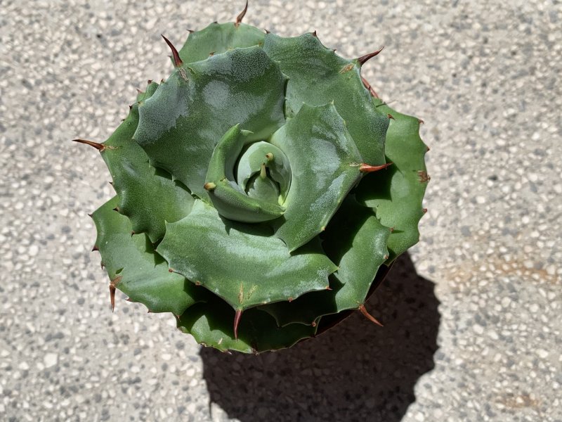 agave potatorum