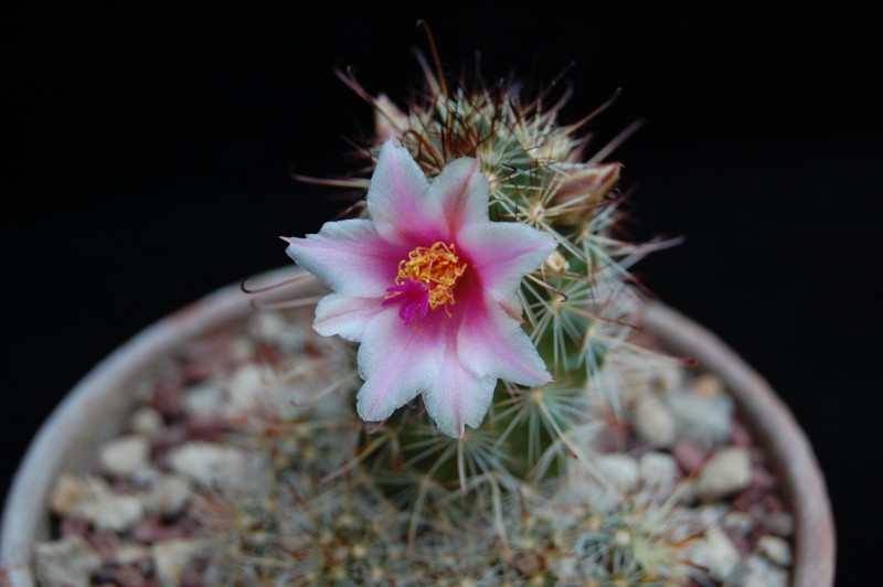 Mammillaria thornberi 