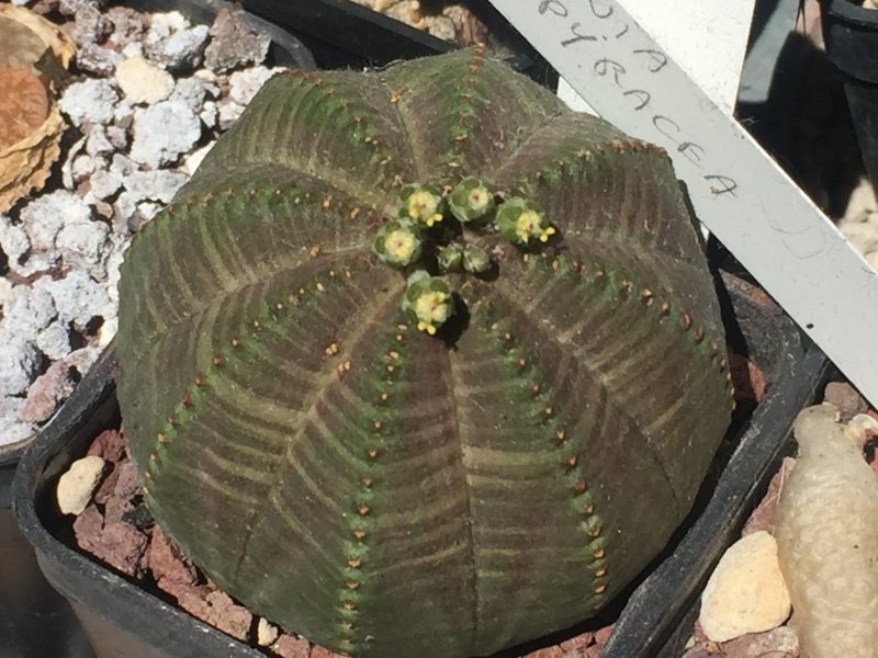 Euphorbia obesa 