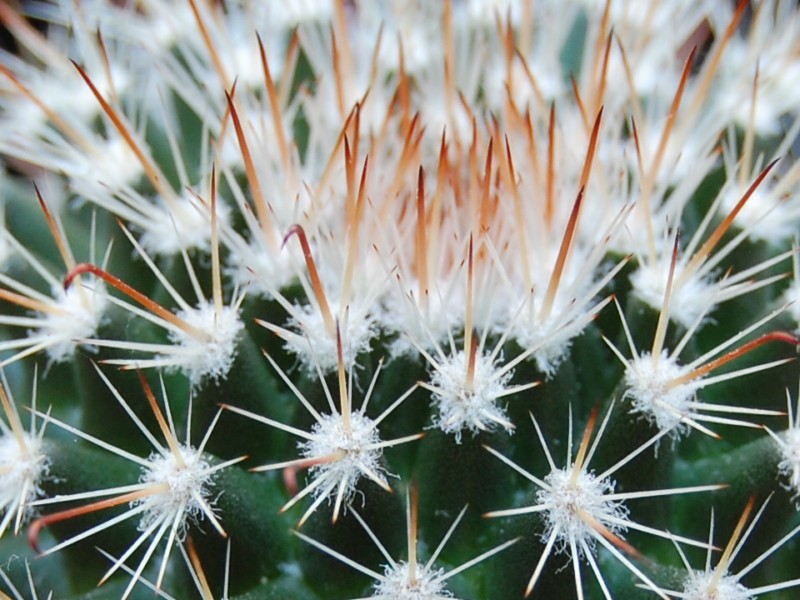 Mammillaria isotensis REP 771