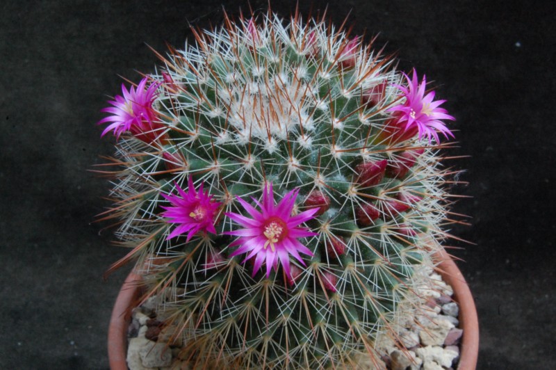 Mammillaria isotensis REP 771