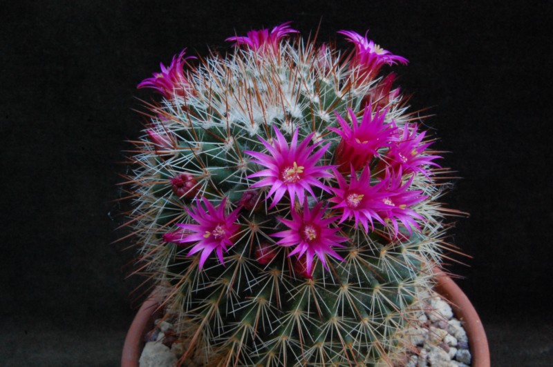 Mammillaria isotensis REP 771