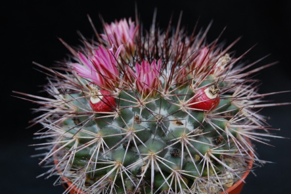 Mammillaria tesopacensis 