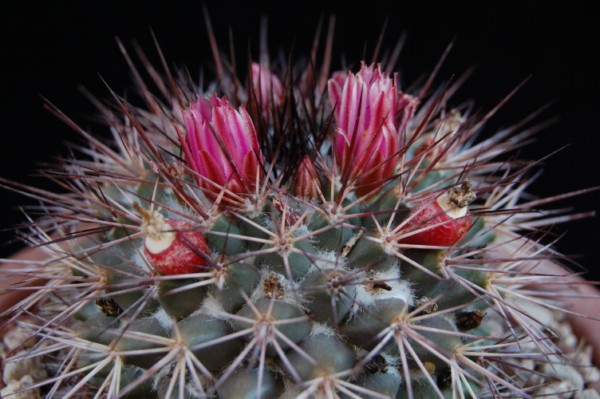 Mammillaria tesopacensis 