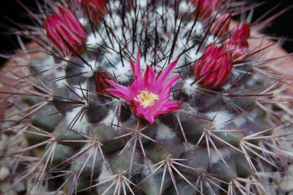 Mammillaria tesopacensis 