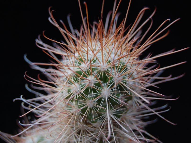 Mammillaria pondii 