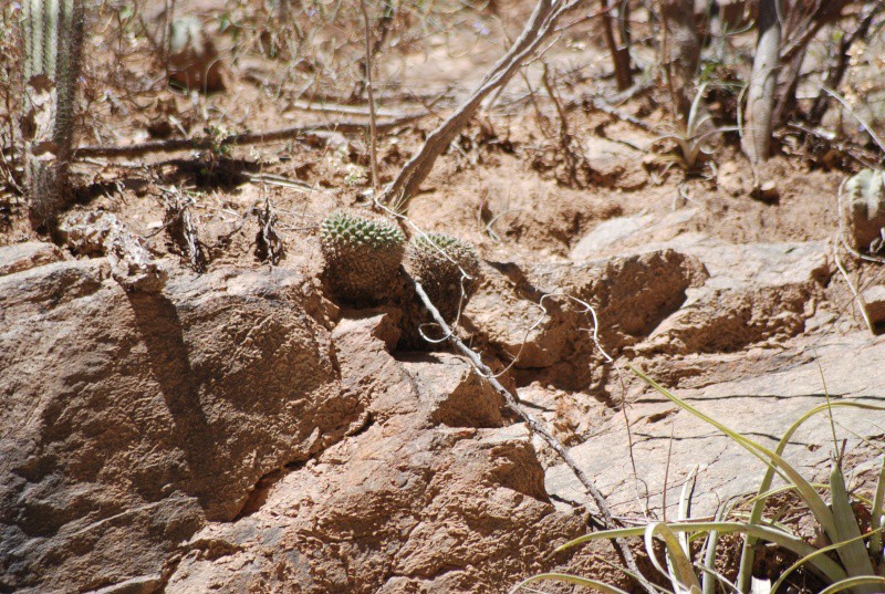 Mammillaria chaletii WH 131a