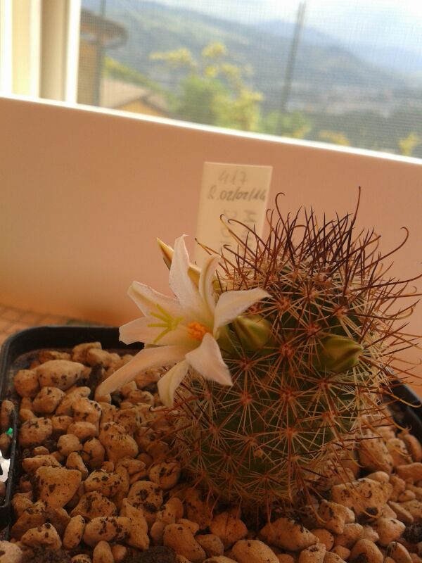 Mammillaria dioica Lau 044