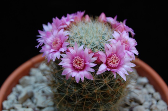 Mammillaria variabilis 