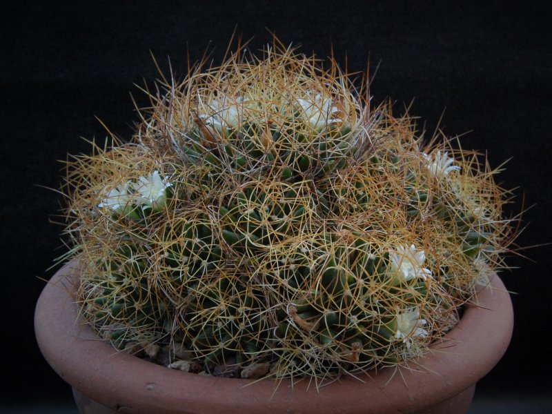 Mammillaria decipiens ssp. camptotricha 