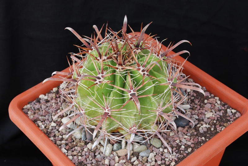 Ferocactus wislizeni ssp. herrerae RAP13