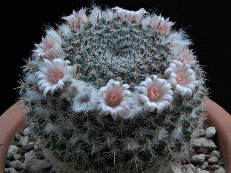 Mammillaria arroyensis ML 519