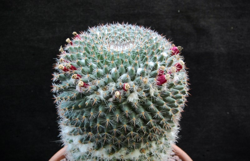 Mammillaria arroyensis ML 519