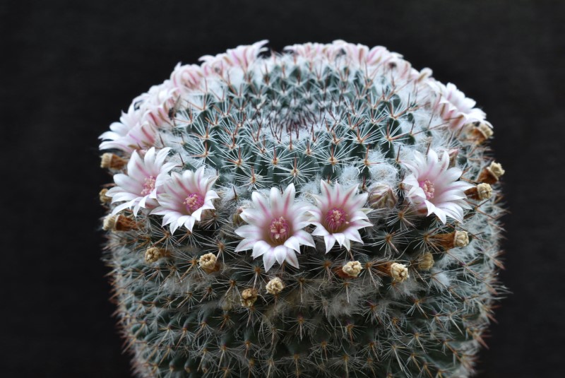 Mammillaria arroyensis ML 519