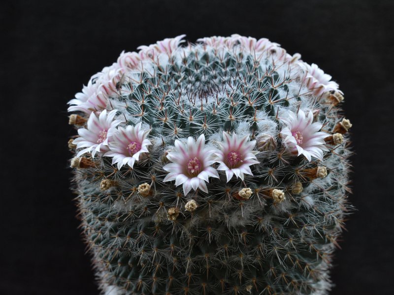 Mammillaria arroyensis ML 519