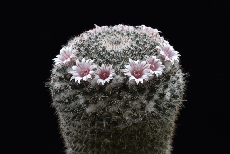 Mammillaria arroyensis ML 519