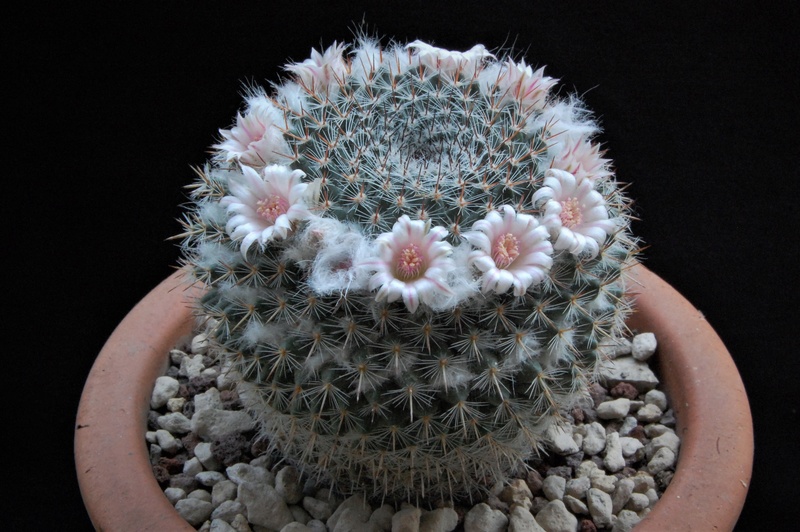 Mammillaria arroyensis ML 519