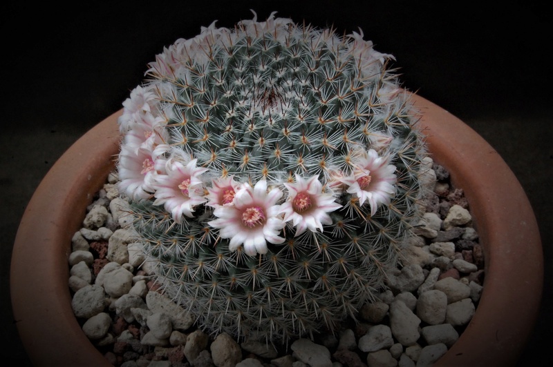 Mammillaria arroyensis ML 519