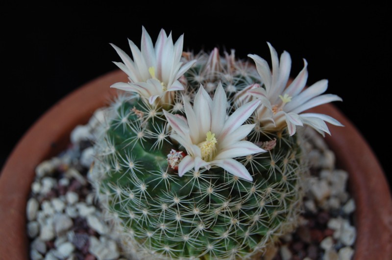 Mammillaria coahuilensis 